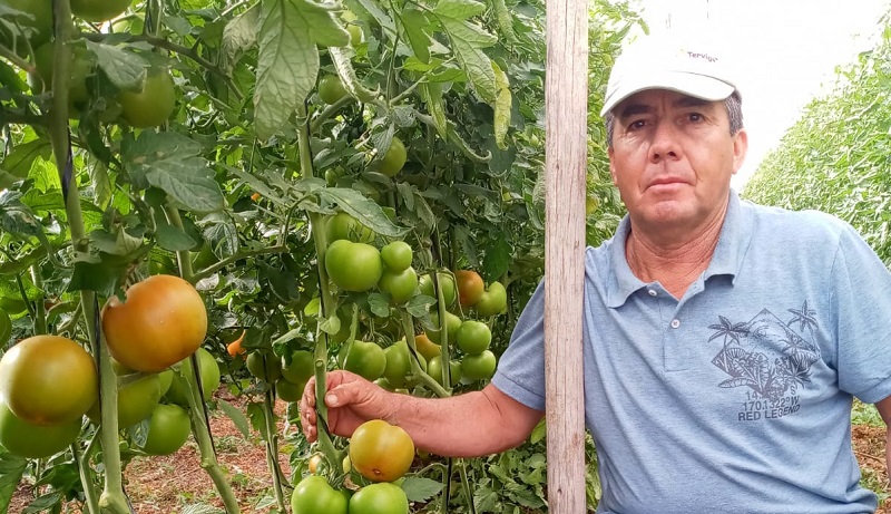 Cooperativa Limarí - tomates 1