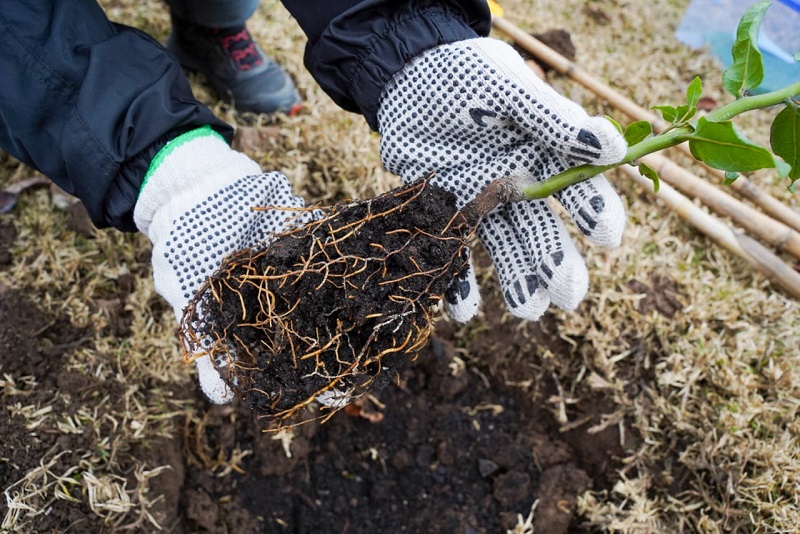 Firma-Alianza-INDAP&Reforestemos-Portada