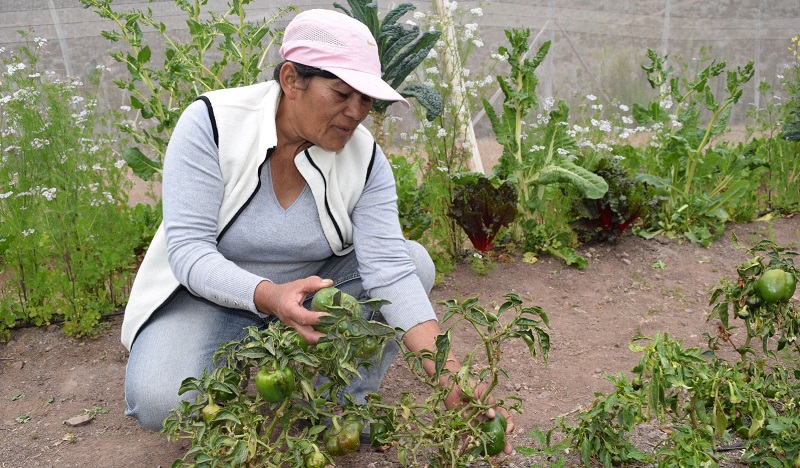 Agroecología Coquimbo - Mariana Lazcano