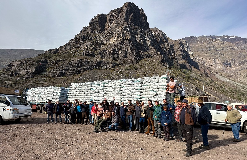 Alfalfa San José de Maipo 1