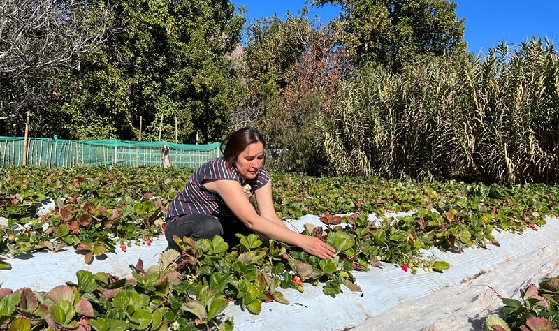 Elena Guerrero - frutillas Río Hurtado 1