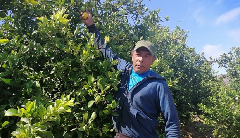 Concurso SAT Limones Punitaqui