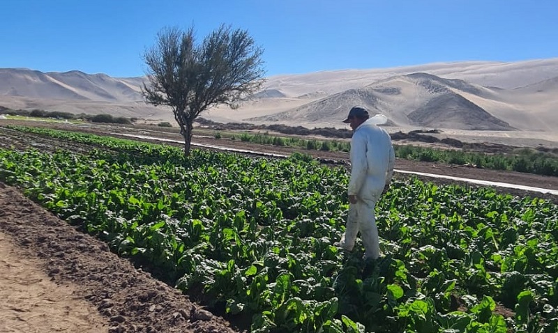 Hortalizas Venancio Bugueño Copiapó 1
