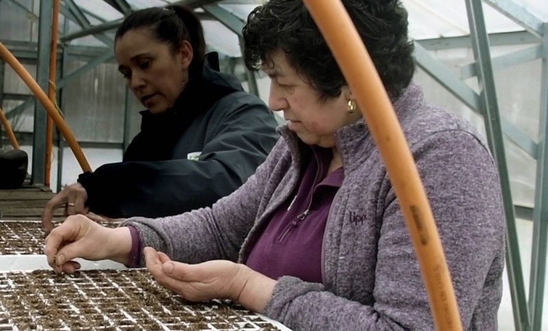 Taller plantines Punta Arenas