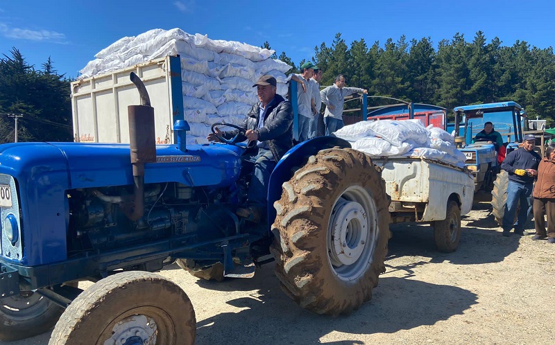 Cubos alfalfa Pichilemu