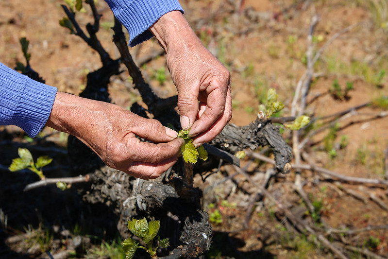 INDAP destina $1.520 millones en apoyo de pequeños viñateros de Maule y Ñuble