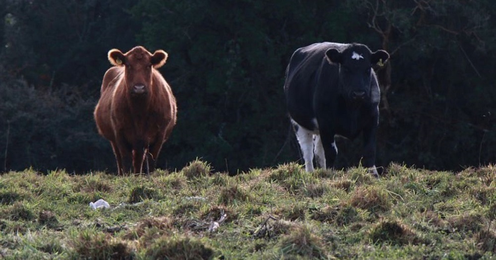 Praderas agroecológicas San Juan de la Costa