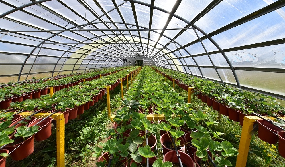 Red Mujeres Agroinnovadoras Magallanes