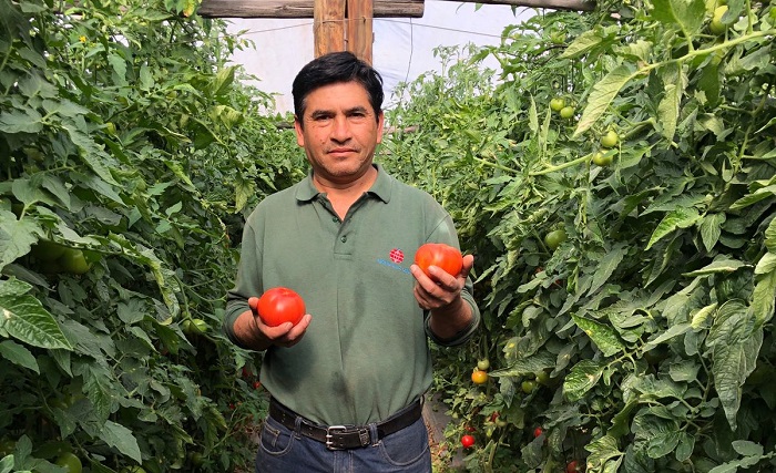 Cooperativa Limarí - tomates 2