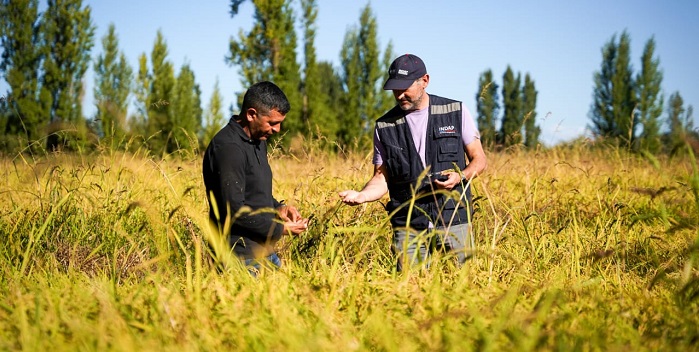 El ministro de Agricultura, Esteban Valenzuela, junto al director nacional de INDAP, Santiago Rojas, anunciaron este miércoles una inversión de $7.582 millones destinada a fomentar la producción sostenible de cultivos tradicionales como cereales, leguminosas y papas. La iniciativa beneficiará a 1.605 productores y productoras entre las regiones de Valparaíso y La Araucanía y va en línea con el compromiso del Gobierno de avanzar en la soberanía alimentaria del país.  El anuncio fue realizado en la localidad de Yerbas Buenas, Región del Maule, lugar en donde se hizo entrega de $126 millones entre 63 productores de Linares dedicados a la producción de trigo, maíz y arroz.  El ministro de Agricultura, Esteban Valenzuela dijo que “esta entrega de recursos es un programa inédito en la historia de la agricultura que se llama cultivos anuales y que tiene como fin apoyar al sector cerealero y papero porque es muy importante para la seguridad alimentaria de Chile (…); no podemos dejar solos a los agricultores que han tenido esta merma y este programa lo hemos apurado al máximo y estamos entregando bonos para apoyar a los pequeños agricultores”.  La inversión se divide en cuatro categorías: asesoría técnica, insumos, servicios y financiamiento de proyectos.  El incentivo de insumos, por ejemplo, cubre el 70% del costo bruto de los suministros productivos requeridos, con un tope de $200.000 por hectárea y hasta 5 hectáreas por productor. El incentivo de servicios cofinancia prestaciones formales realizadas por terceros, como, por ejemplo, la utilización en campo de maquinaria agrícola, cosechas, análisis de laboratorio, entre otros. Para este caso también existe un tope de $200.000 por hectárea y hasta cinco hectáreas por usuario(a).  Con relación al ítem de inversiones, se trata de un financiamiento adicional para proyectos y cuyo llamado a concurso se iniciará a partir de mayo. A todas estas categorías se suma una asesoría técnica especializada permanente a la que accederán los agricultores.  Cifras Históricas “Las cifras 