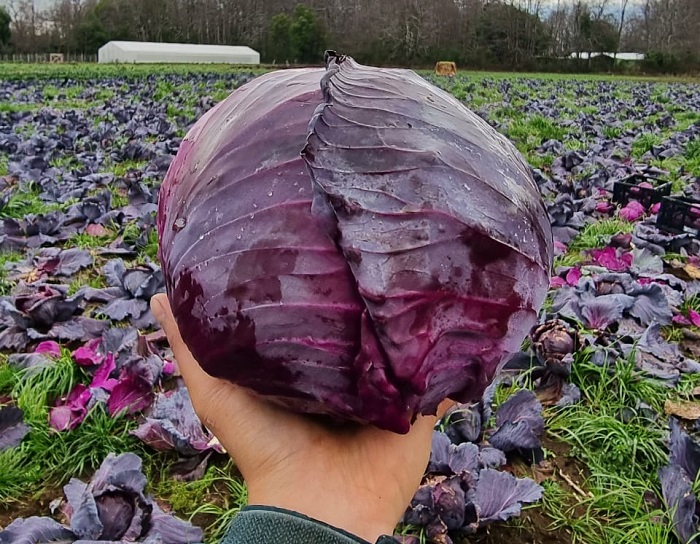 Distinguen -Productor-Agroecológico-Apoyado-INDAP-4Interior
