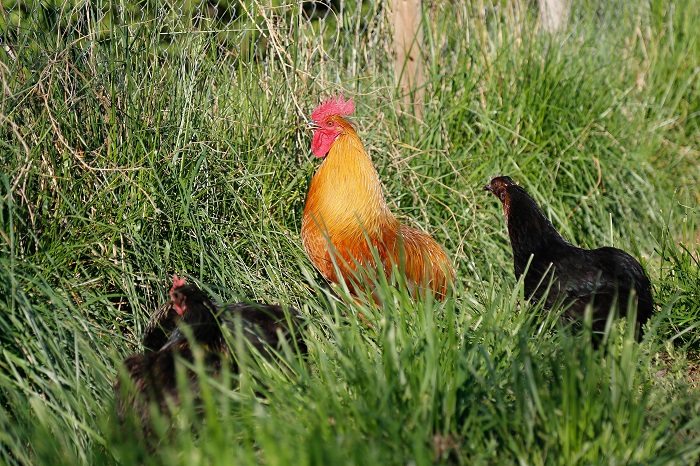 Maule Mesa Provincial (Talca) Mujer Rural Talca - Gripe Aviar-10Interior