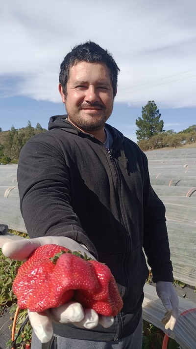 Frutilla
