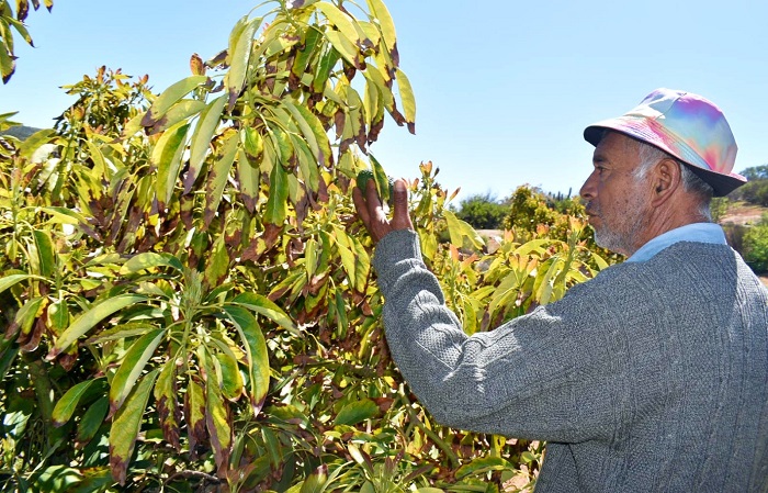 Agroecología Coquimbo - Lino González