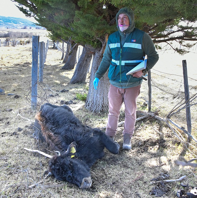 Ataques perros Punta Arenas 4