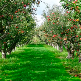 Seguros de frutícolas