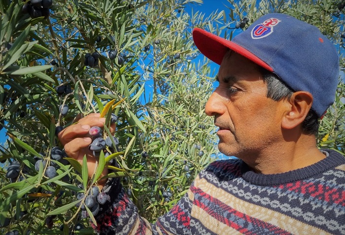 Juan Morales - aceitunas y aceite La Higuera 2
