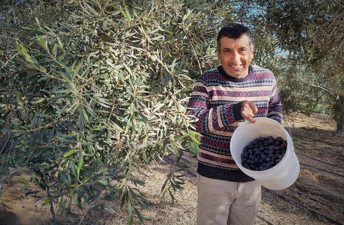 Juan Morales - aceitunas y aceite La Higuera 3