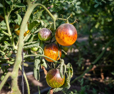 Seguro Agrícola