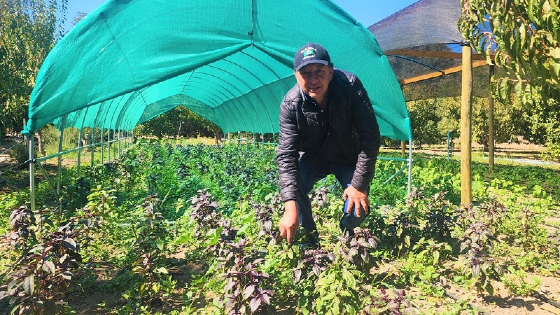 Agricultor ovallino destaca los beneficios de la agroecología: “Tengo producciones todo el año” 2 Agricultor ovallino destaca los beneficios de la agroecología: “Tengo producciones todo el año”